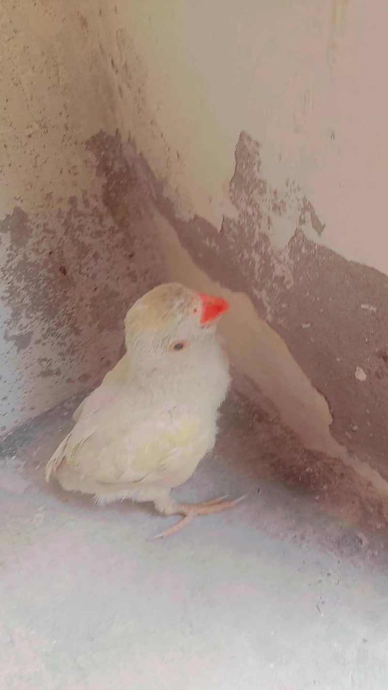 parrot 4