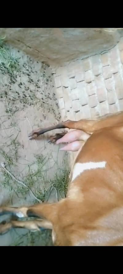 piuer dasi nagri bakri Sath male and female bachy