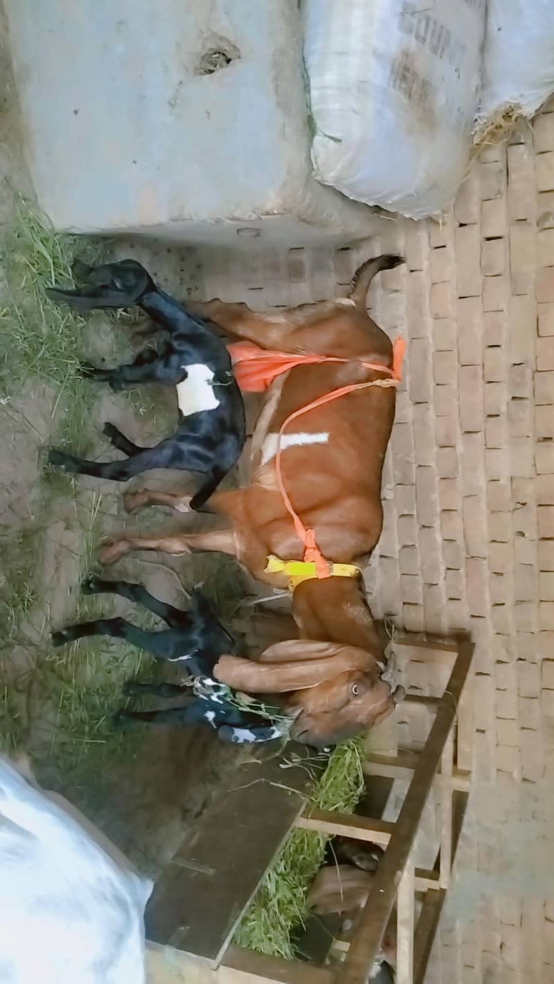 piuer dasi nagri bakri Sath male and female bachy 2