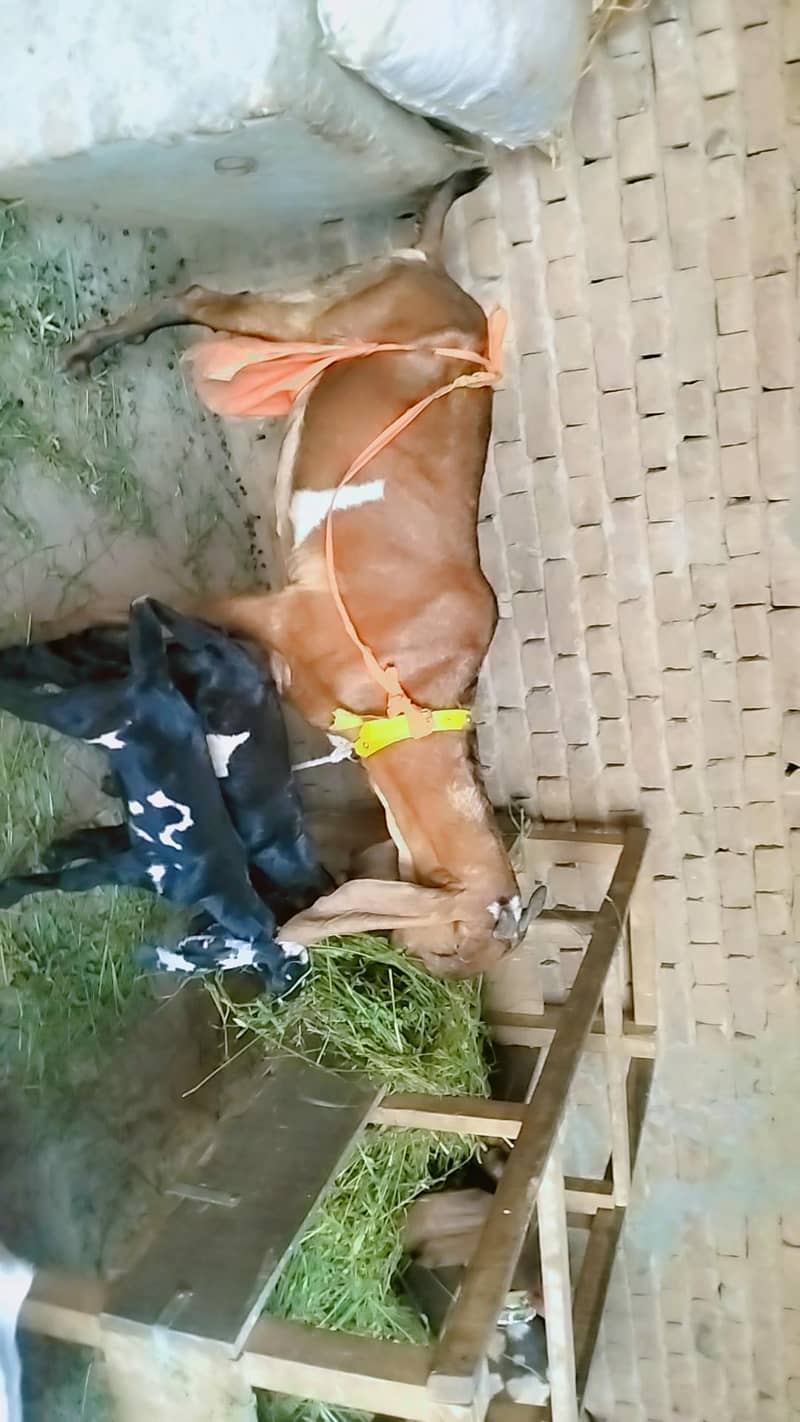 piuer dasi nagri bakri Sath male and female bachy 3