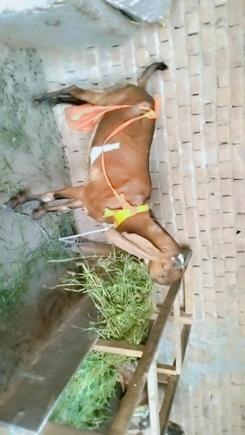 piuer dasi nagri bakri Sath male and female bachy 4