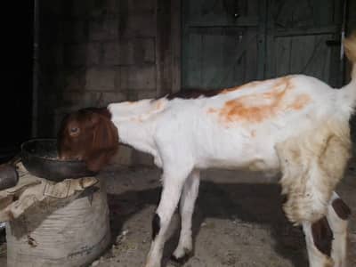Kamori Bakra