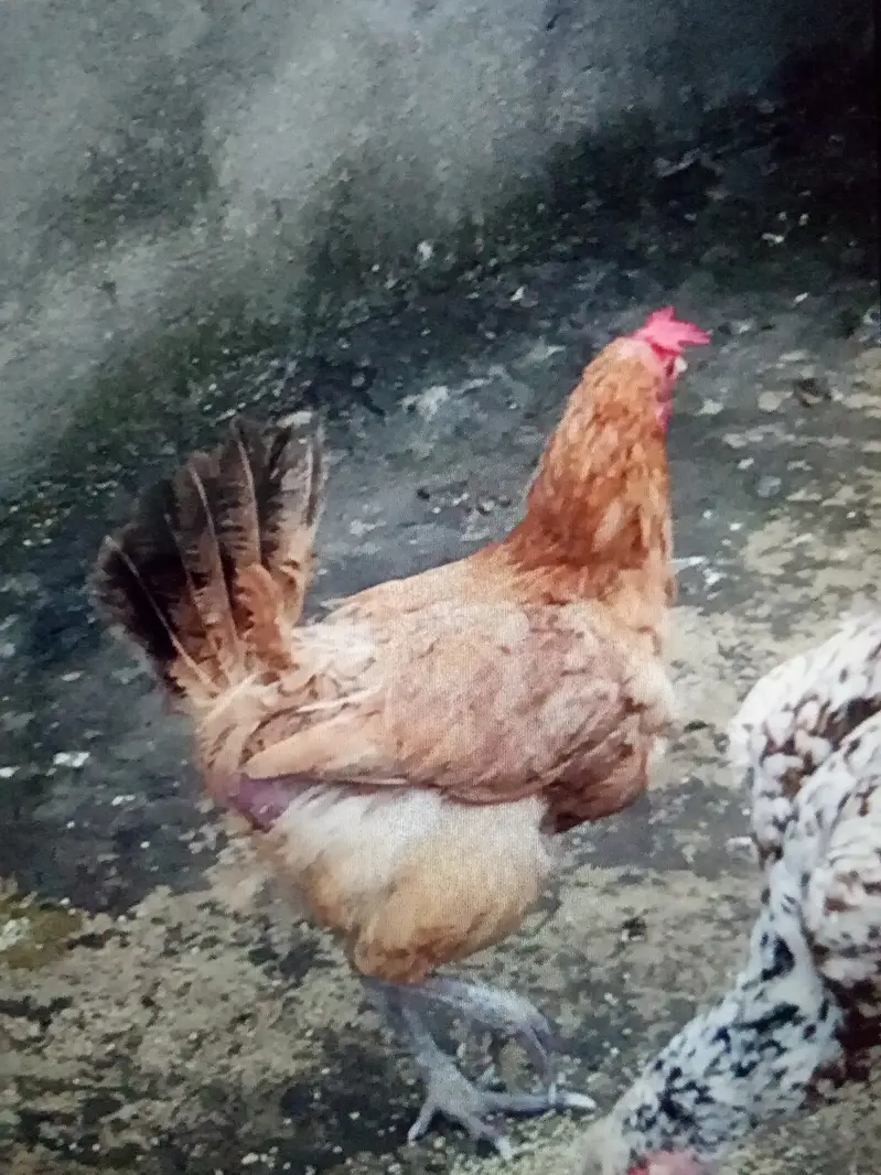 Ando wali murghi — photo 2