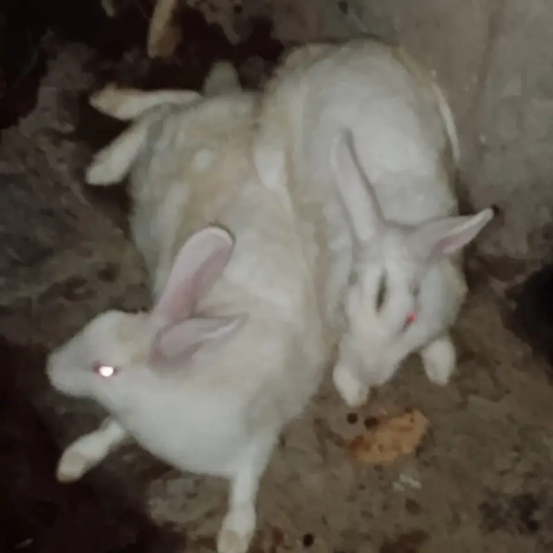 Male Female Rabbits