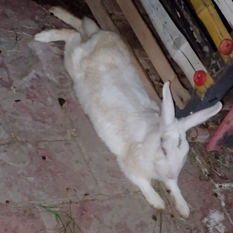 Male Female Rabbits — photo 2