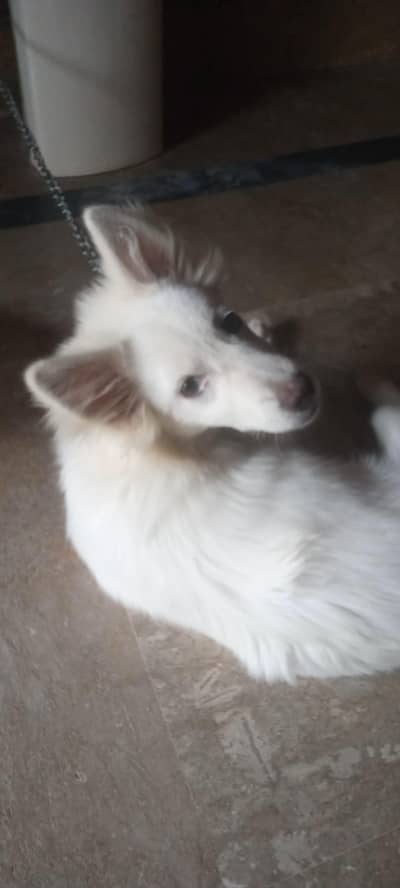 dog pg