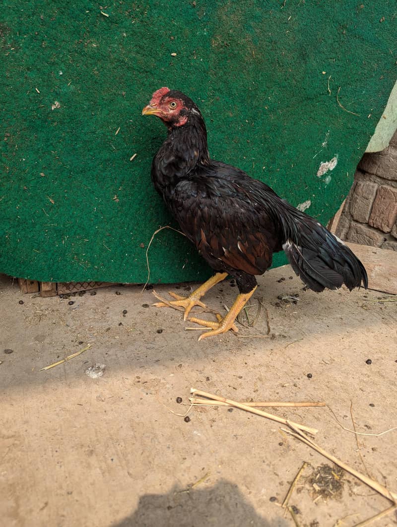 Lassani patha 1