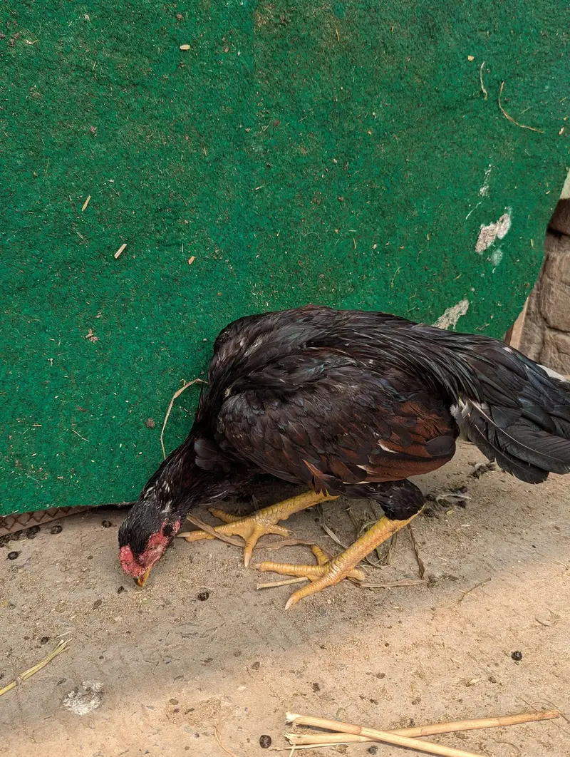 Lassani patha — photo 3