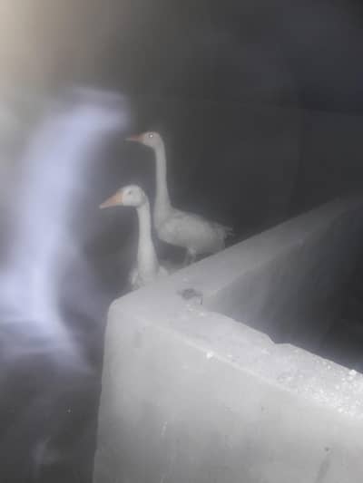 ducks