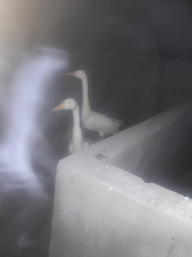ducks 0
