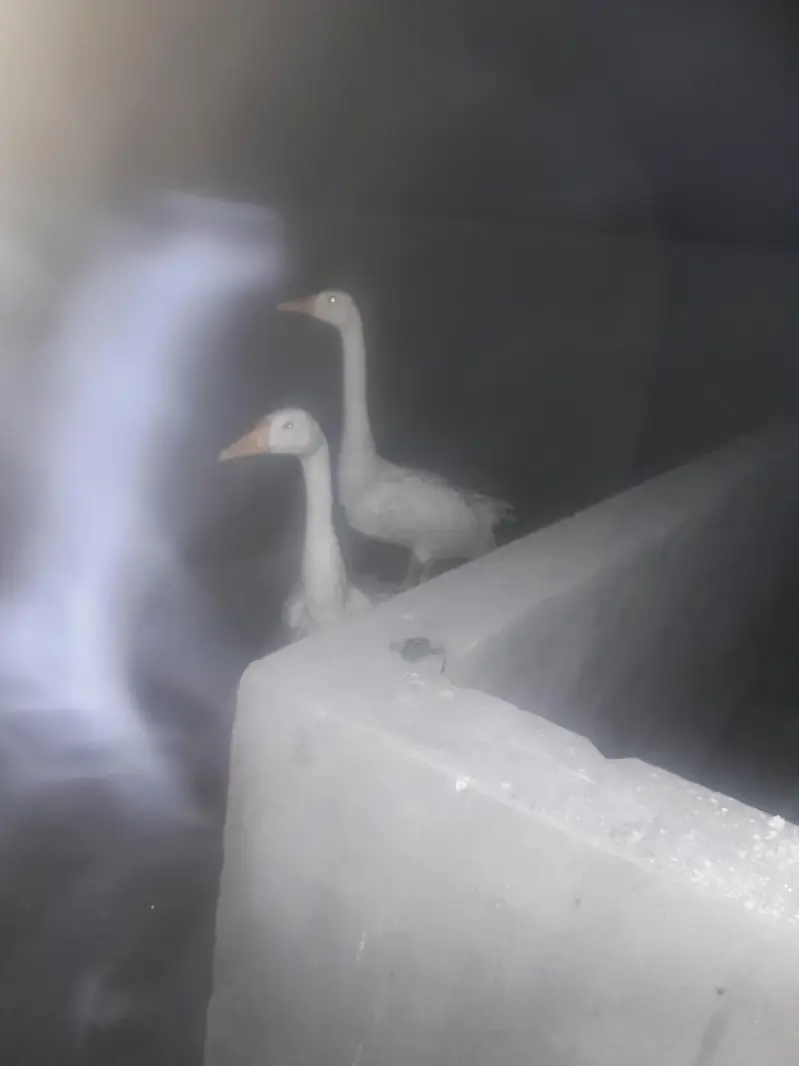 ducks