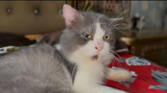 Beautiful Semi-Punch Persian Male Cat / Persian Billa for Sale