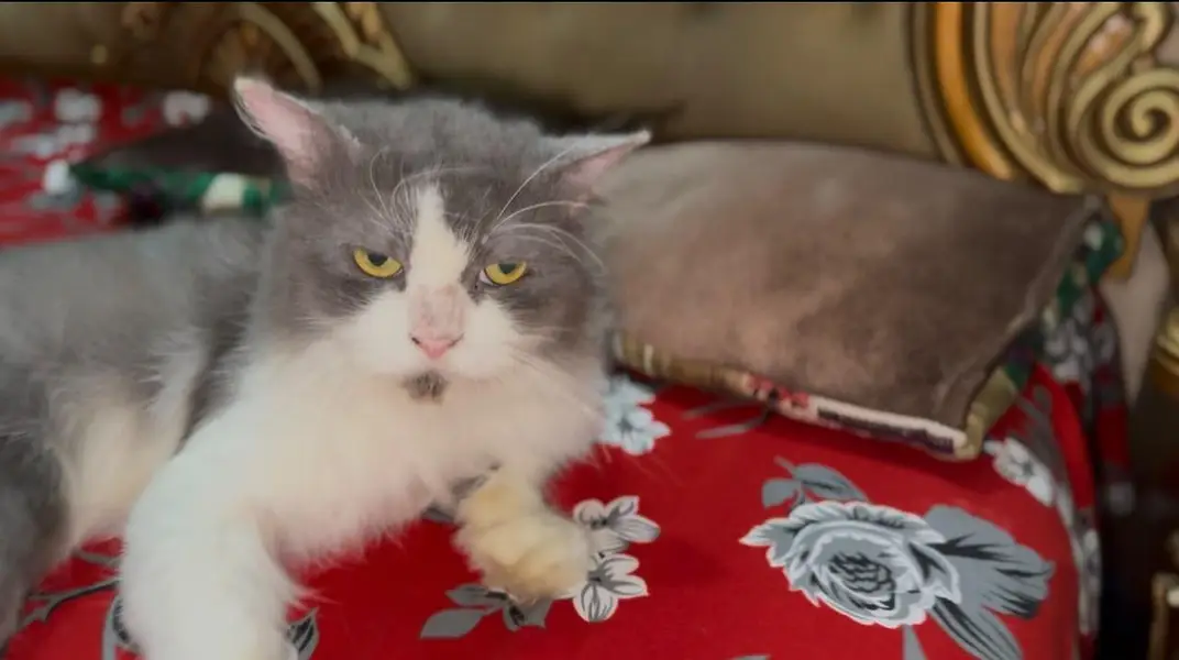Beautiful Semi-Punch Persian Male Cat / Persian Billa for Sale — photo 2