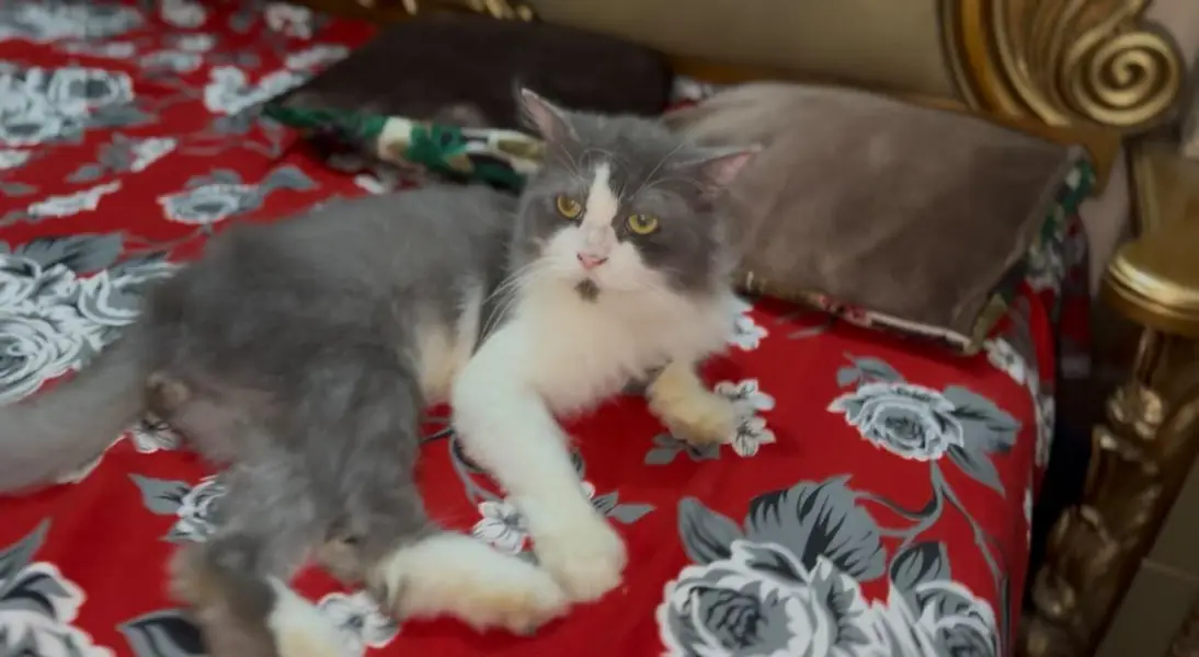Beautiful Semi-Punch Persian Male Cat / Persian Billa for Sale — photo 3