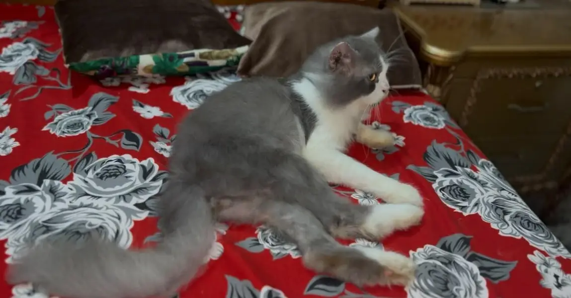 Beautiful Semi-Punch Persian Male Cat / Persian Billa for Sale — photo 4