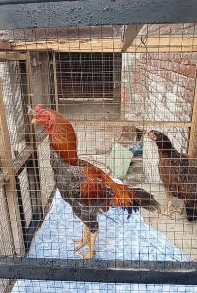2 Quality Aseel pair for sale