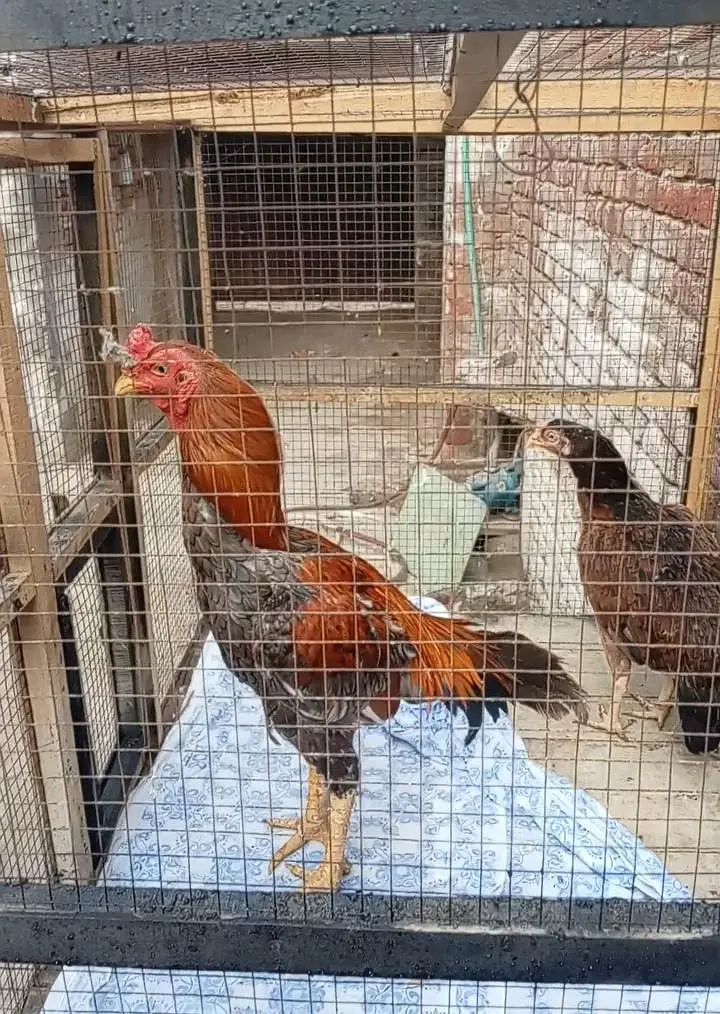 2 Quality Aseel pair for sale — photo 3
