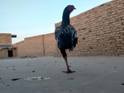 Aseel pure black