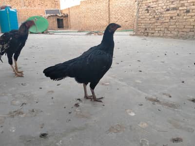 Aseel pure black