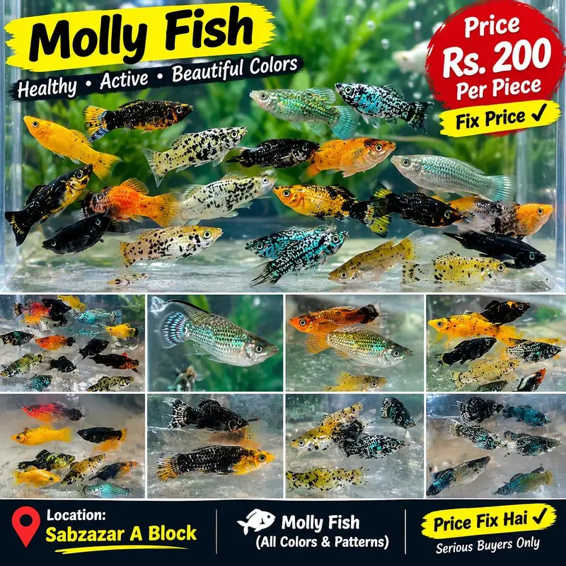 All Types Aquarium & Pond Fish | Fish Accessories | Sabzazar A Block | — photo 4