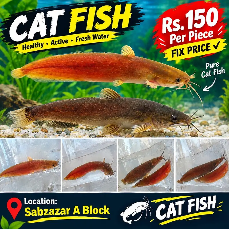 All Types Aquarium & Pond Fish | Fish Accessories | Sabzazar A Block | — photo 5