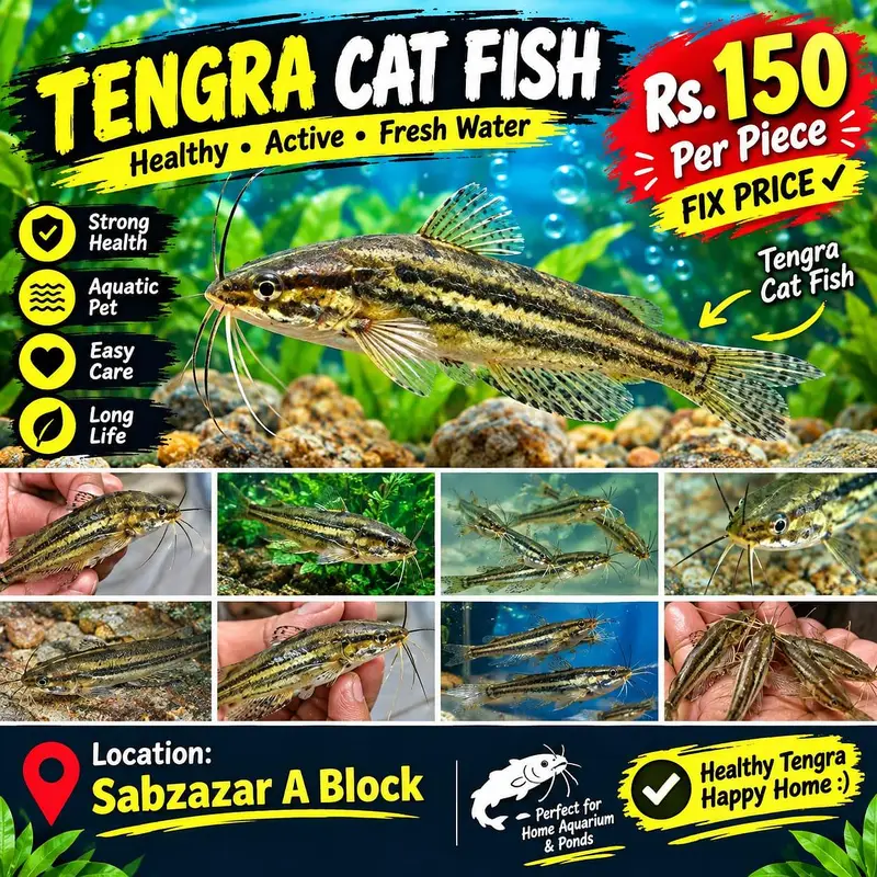 All Types Aquarium & Pond Fish | Fish Accessories | Sabzazar A Block | — photo 6