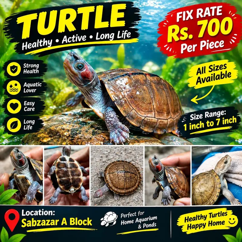 All Types Aquarium & Pond Fish | Fish Accessories | Sabzazar A Block | — photo 7