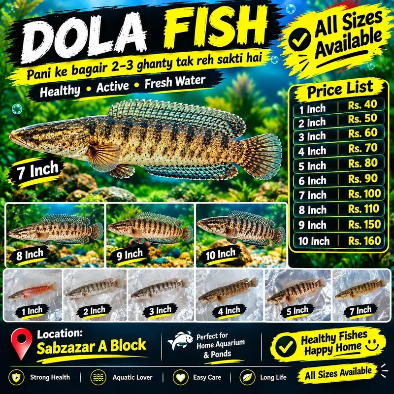 All Types Aquarium & Pond Fish | Fish Accessories | Sabzazar A Block | — photo 8