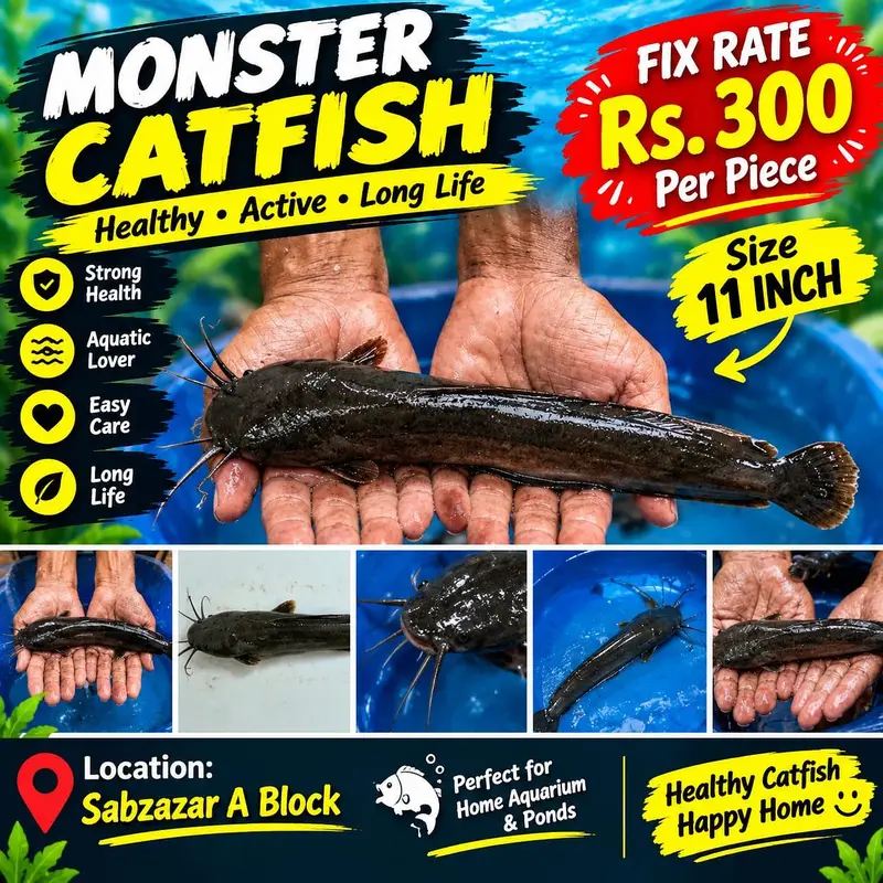 All Types Aquarium & Pond Fish | Fish Accessories | Sabzazar A Block | — photo 9