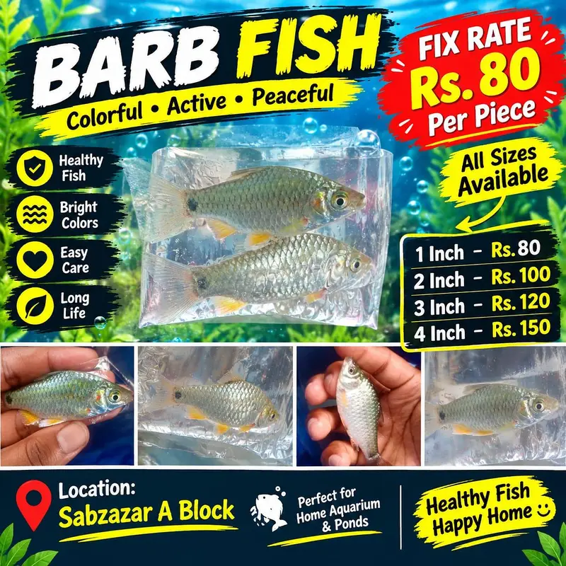 All Types Aquarium & Pond Fish | Fish Accessories | Sabzazar A Block | — photo 12
