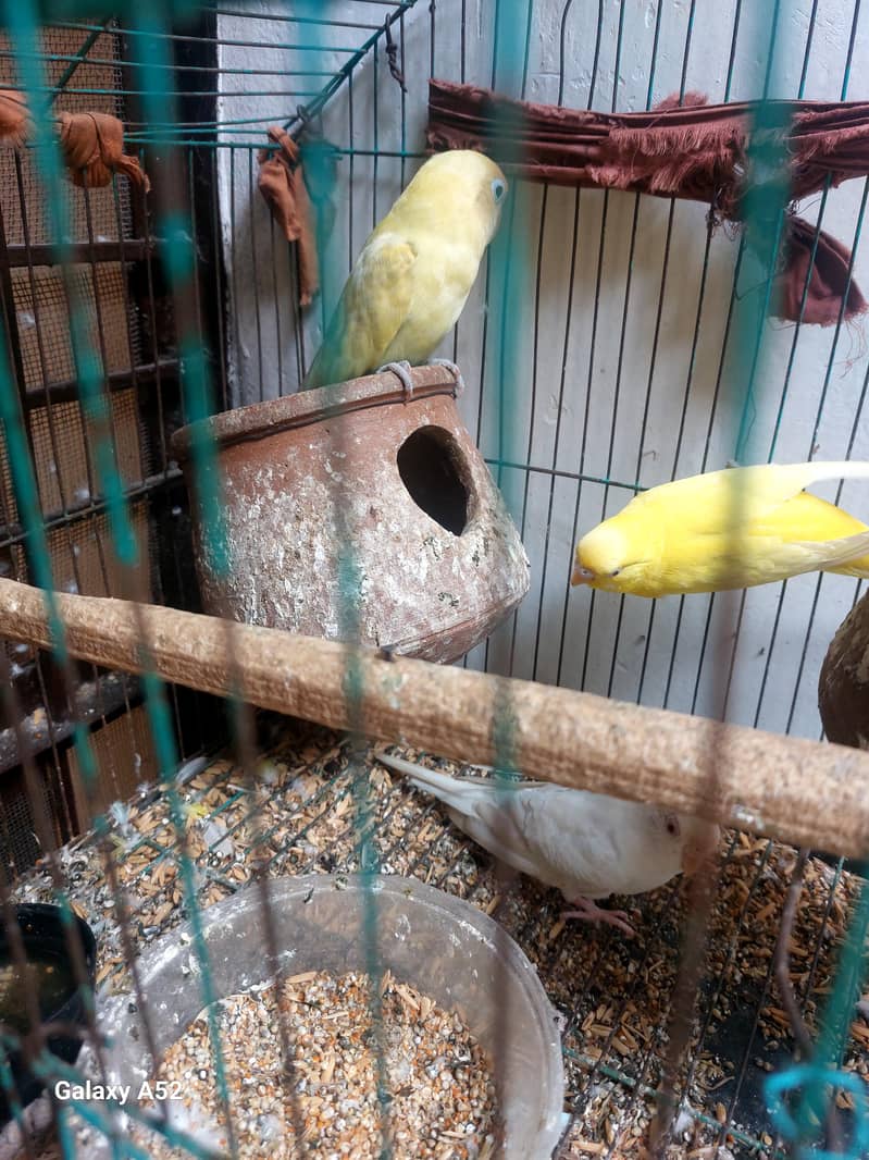 parrot 0