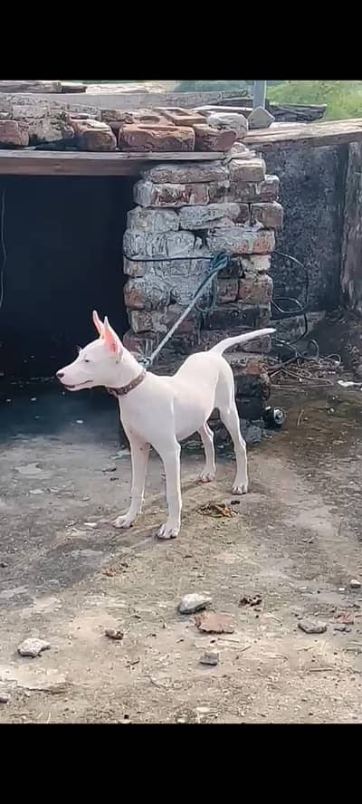 Gultair Puppy dog