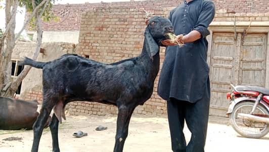 1 kg milk 6 dant black bakri