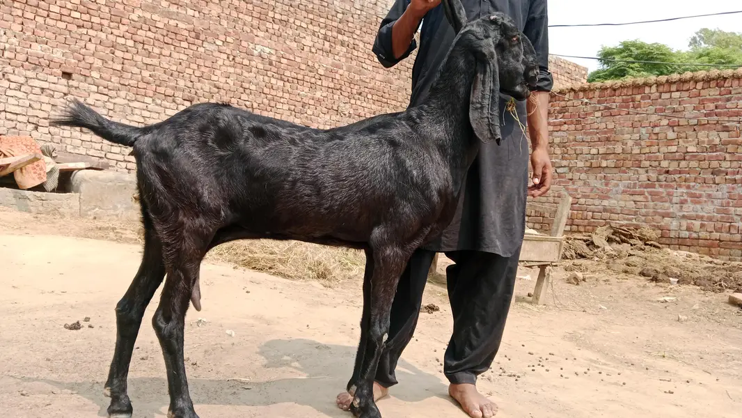 1 kg milk 6 dant black bakri — photo 2
