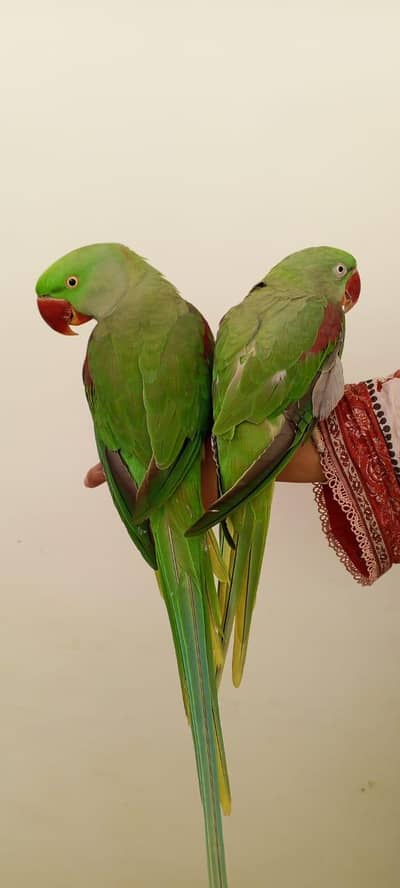 RAW PARROT / PAHARI / ALEXANDER / TOTA / PARROTS / HANDTAME