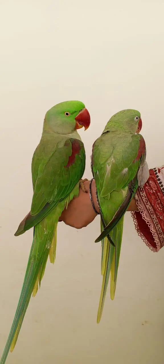 RAW PARROT / PAHARI / ALEXANDER / TOTA / PARROTS / HANDTAME — photo 2