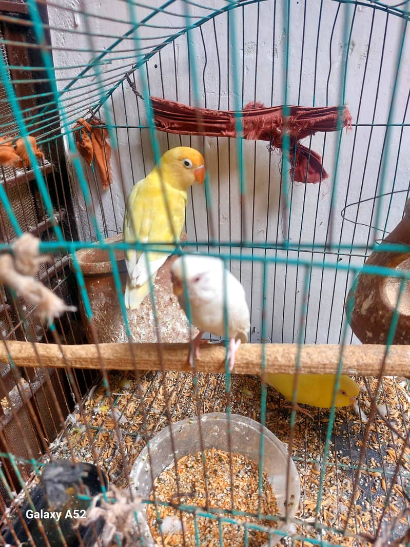 parrot 1