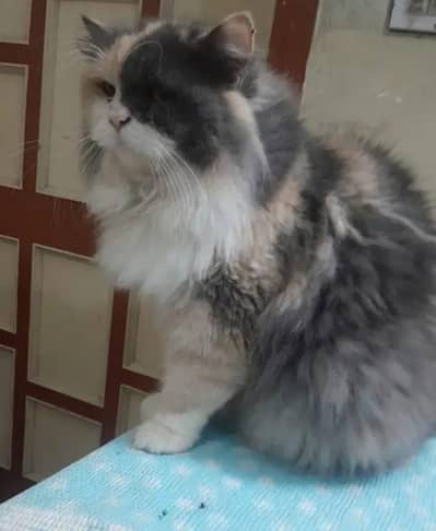 Persian Female Cat available