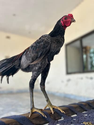 Pkoya