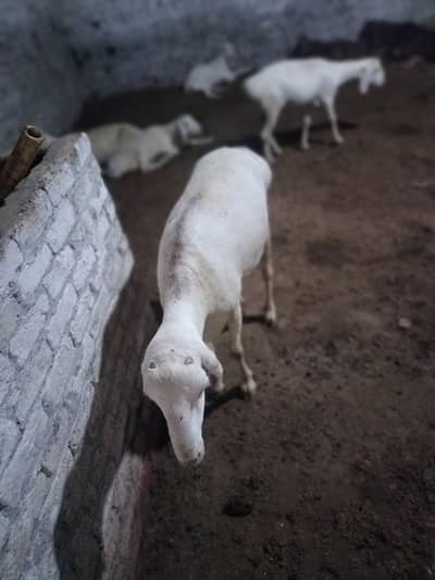 A Beautiful dumba for sale