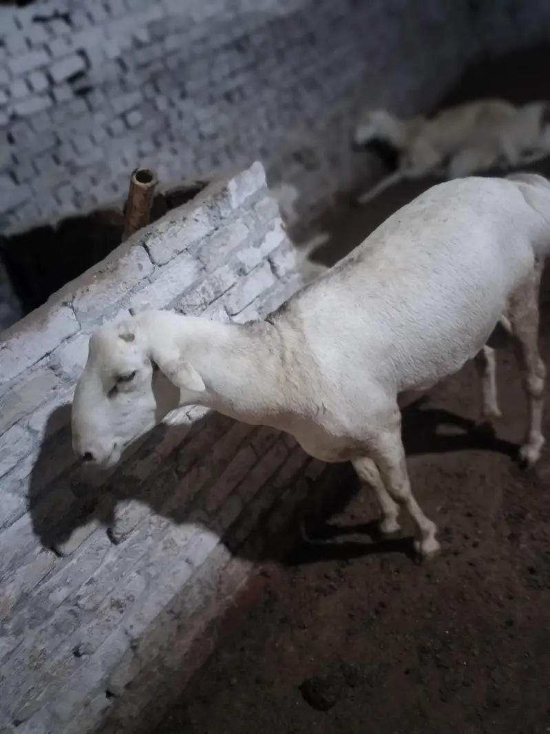 A Beautiful dumba for sale — photo 2