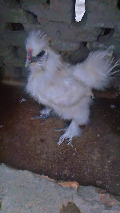 Silkie male for sale