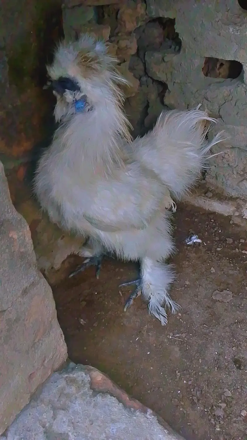 Silkie male for sale — photo 2
