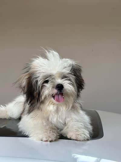 TOP QUALITY Shitzu female puppy AVAILABLE FOR SALE.  03121532618