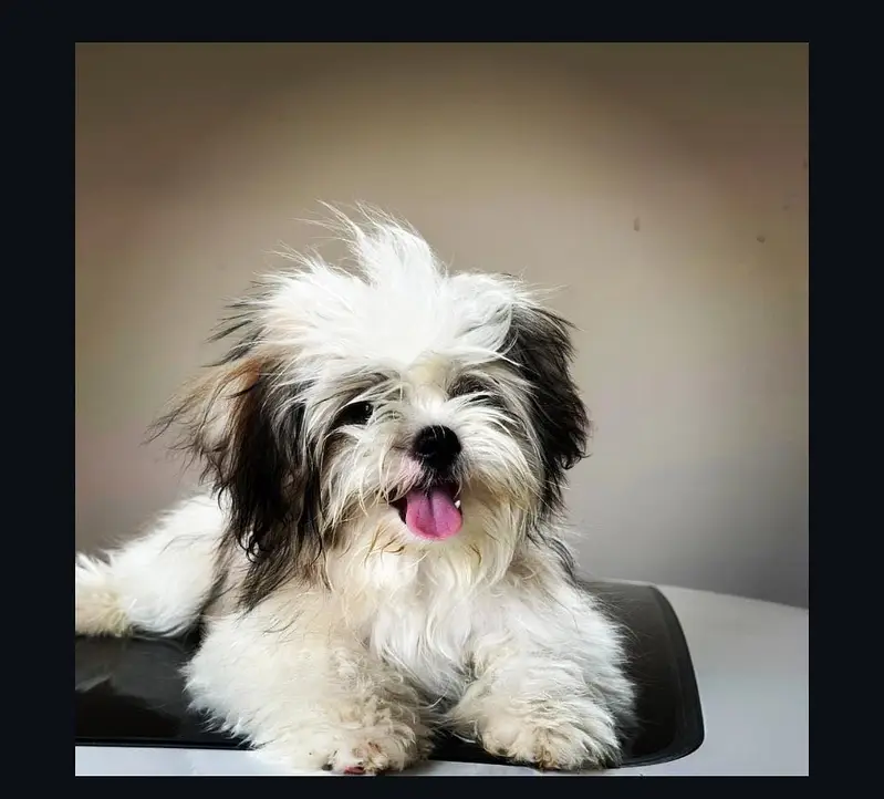 TOP QUALITY Shitzu female puppy AVAILABLE FOR SALE.  03121532618 — photo 2