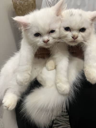 Persian cats for sale