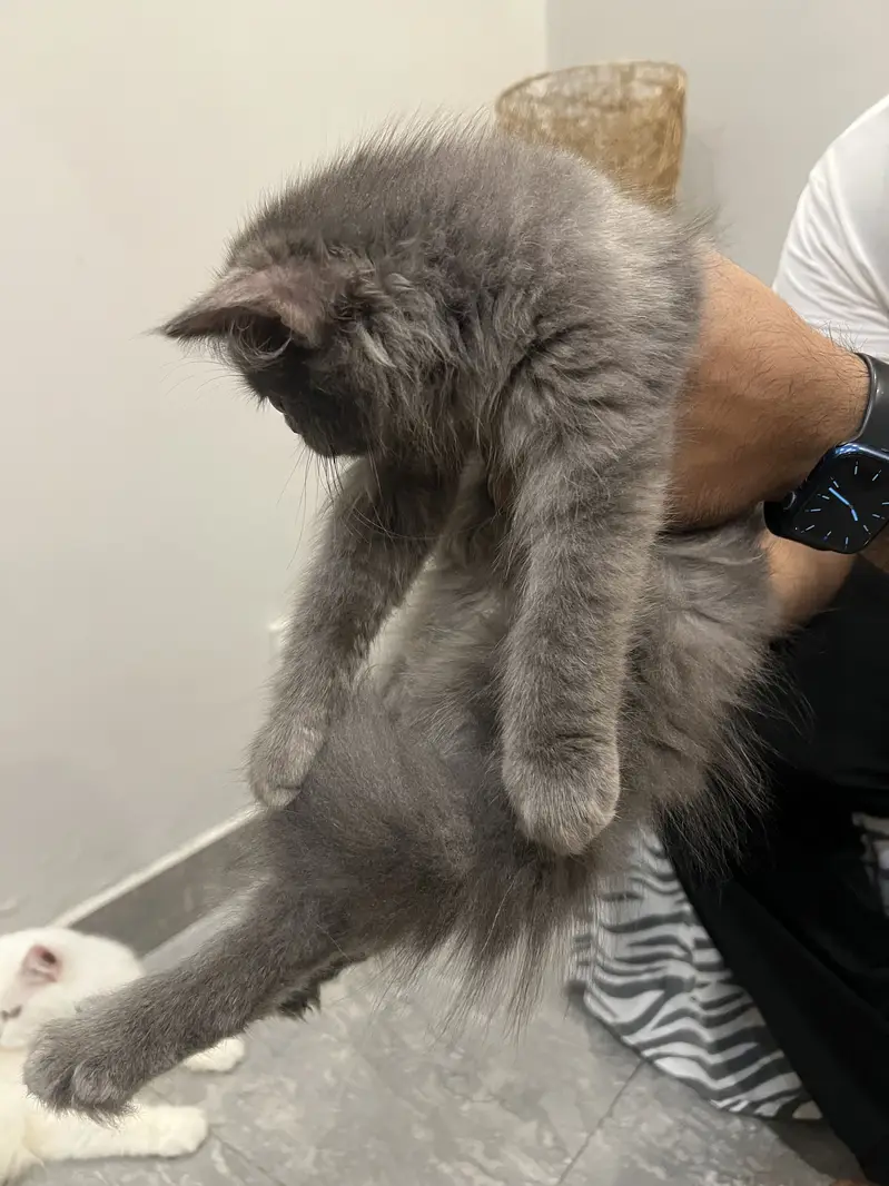 Persian cats for sale — photo 2