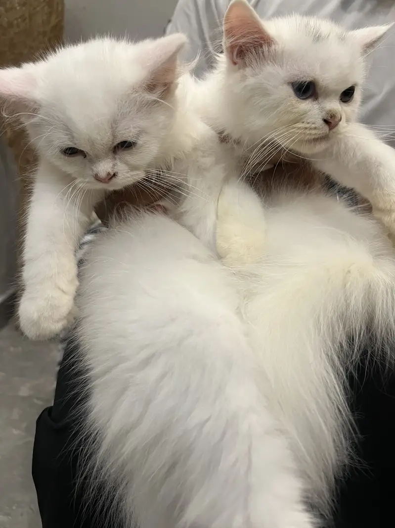 Persian cats for sale — photo 3