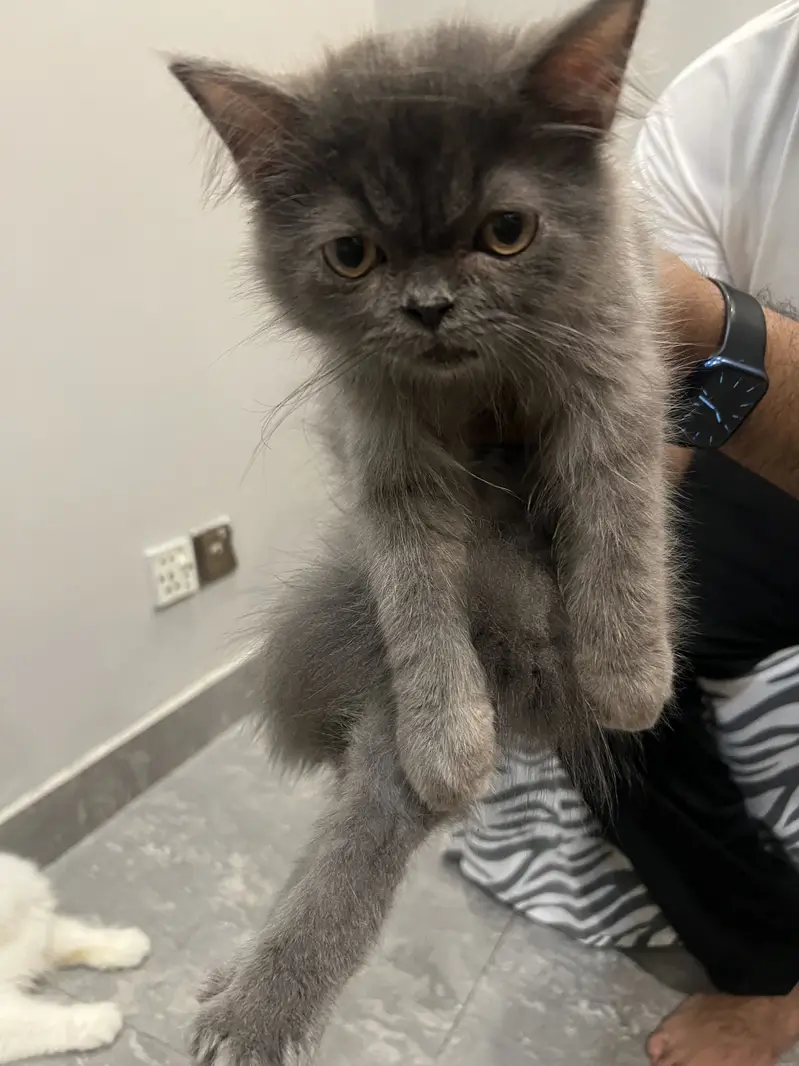 Persian cats for sale — photo 4