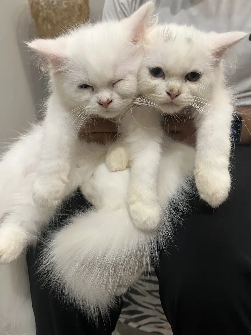 Persian cats for sale — photo 5